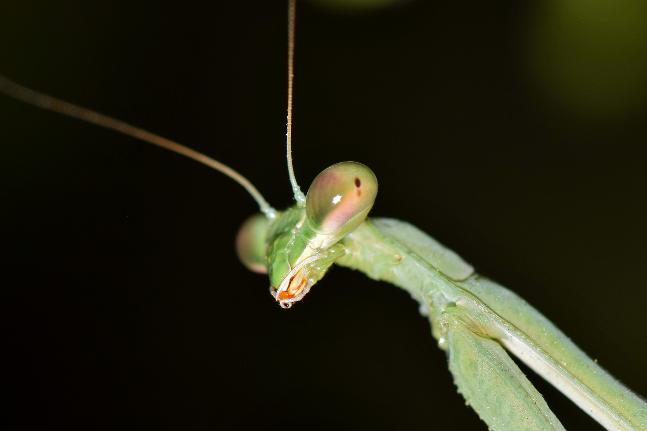 Praying mantis giving you the side eye
