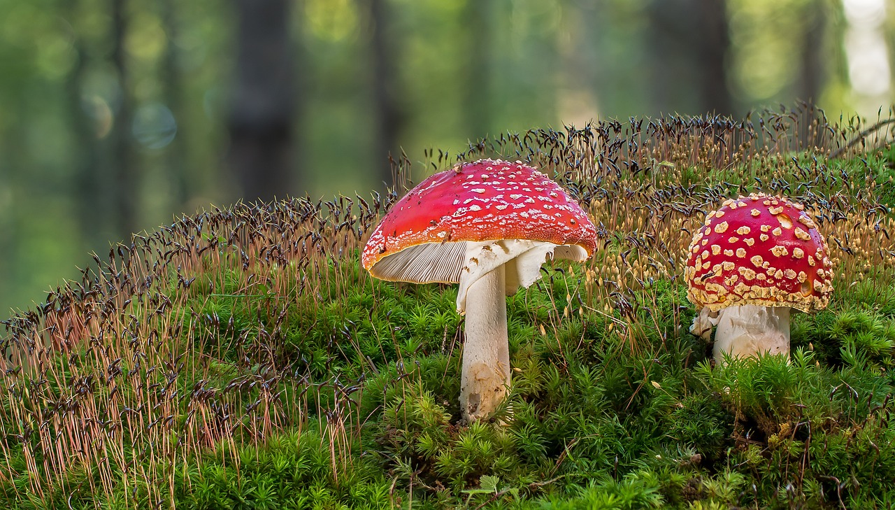 Two poisonous looking toadstools