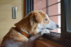 Dog looking sadly out of the window waiting for their person