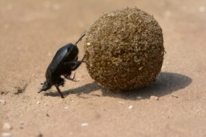 Scarab beetle pushing a dung ball